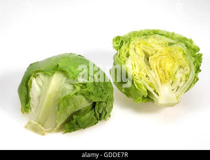 Salade Iceberg, Lactuca sativa contre fond blanc Banque D'Images