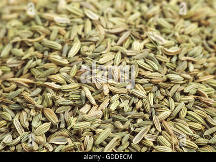 Les GRAINES DE FENOUIL Foeniculum vulgare Banque D'Images