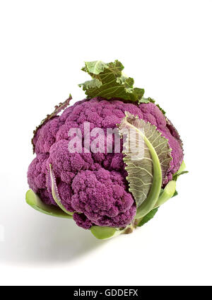 Caulliflower violet, Brassica oleracea against White Background Banque D'Images