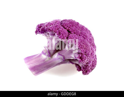 Chou-fleur violet contre FOND BLANC Banque D'Images