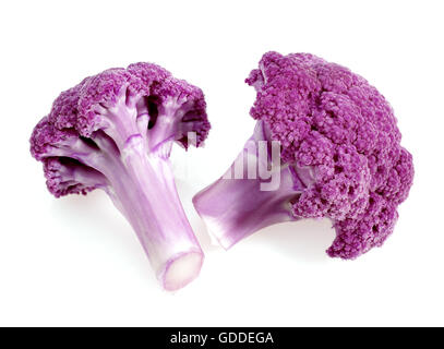Chou-fleur violet contre FOND BLANC Banque D'Images