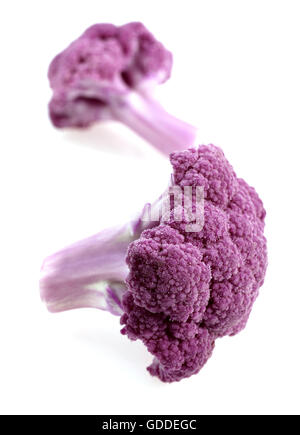 Chou-fleur violet contre FOND BLANC Banque D'Images