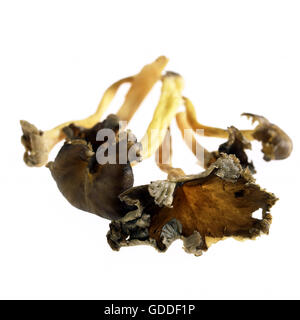 Trompette Chanterelle ou Girolle Automne Champignons, cantharellus tubiformis Banque D'Images