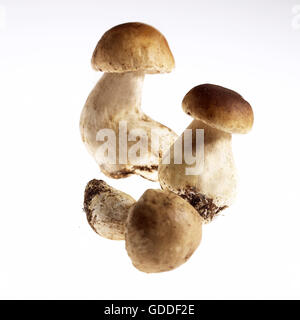 Cep ou Penny Bun ou boletus edulis, cèpes, Champignons contre fond blanc Banque D'Images