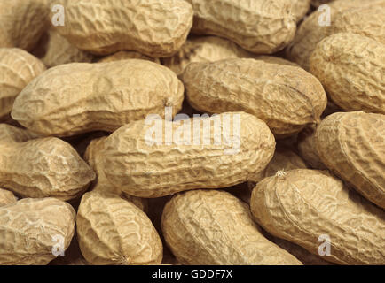 L'arachide, Arachis hypogaea, fruits contre fond blanc Banque D'Images