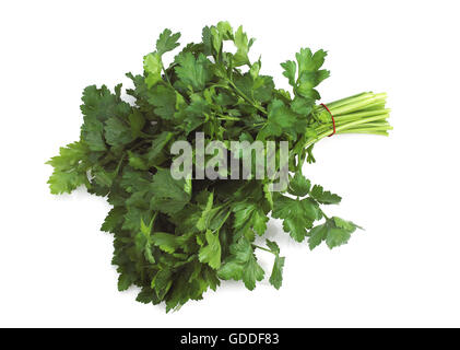 Flat-Leaved Persil, Petroselinum crispum against White Background Banque D'Images