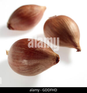 Shalott, Allium escalonicum against White Background Banque D'Images