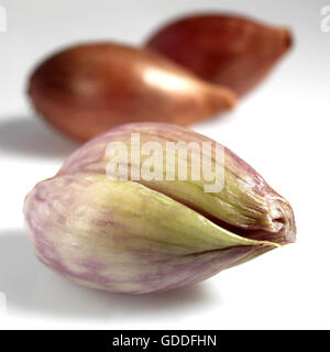 Shalott, Allium escalonicum against White Background Banque D'Images