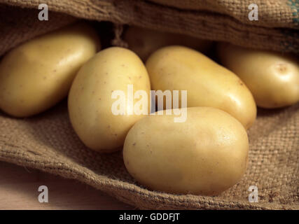 Mona Lisa Pomme de terre, Solanum tuberosum Banque D'Images