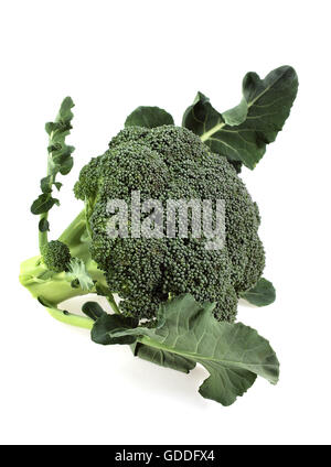 Chou BROCOLI CONTRE FOND BLANC Banque D'Images
