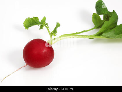 Le Radis rouge, Raphanus sativus against White Background Banque D'Images