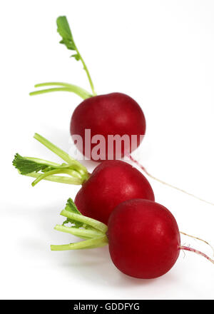 Le Radis rouge, Raphanus sativus against White Background Banque D'Images