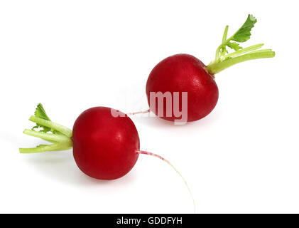 Le Radis rouge, Raphanus sativus, against White Background Banque D'Images