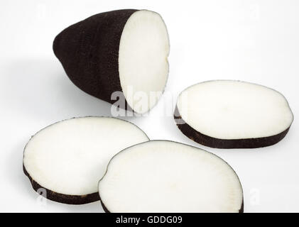 Le Radis noir, Raphanus sativus niger, contre fond blanc Banque D'Images
