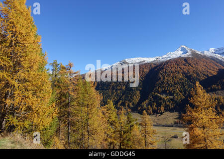 La Suisse,Valais,europe,Valais,Münster,bois,de mélèzes,automne Banque D'Images