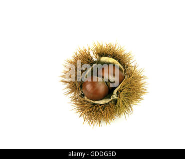 Bur châtaignier, Castanea sativa, fruits contre fond blanc Banque D'Images
