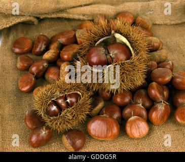 Les châtaignes Bur, Castanea sativa Banque D'Images