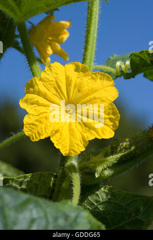 Fleur de cornichon OU CORNICHON, jardin en Normandie Banque D'Images