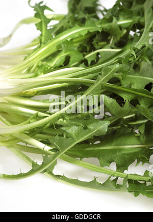 Salade de pissenlit CONTRE FOND BLANC Banque D'Images