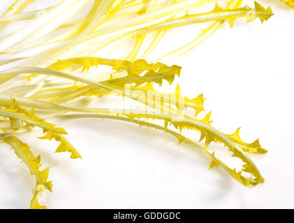 Chicorée français appelé Barbe de capucin, Cichorium intybus, Salade against White Background Banque D'Images
