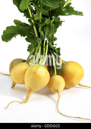 Ballon d'or du navet, Brassica rapa, légumes contre fond blanc Banque D'Images