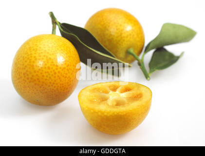 KUMQUAT Fortunella Margarita AGAINST WHITE BACKGROUND Banque D'Images