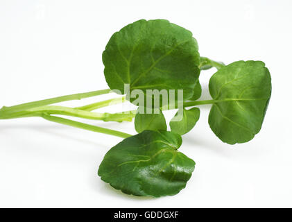 Salade de cresson de fontaine, Nasturtium officinale, feuilles contre fond blanc Banque D'Images