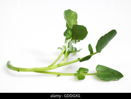 Le cresson de fontaine, Nasturtium officinale, Salade against White Background Banque D'Images