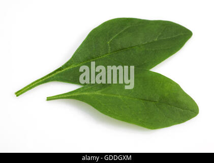 Salade de pousses d'épinards, Spinacia oleracea, feuilles contre fond blanc Banque D'Images