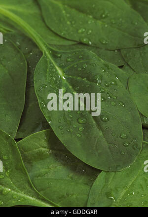 Salade de pousses d'épinards, Spinacia oleracea, feuilles avec Dropplet Banque D'Images