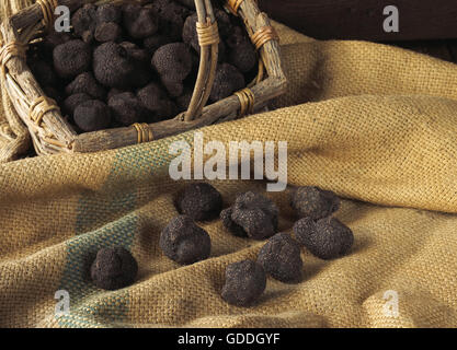 La truffe du Périgord tuber melanosporum, Banque D'Images