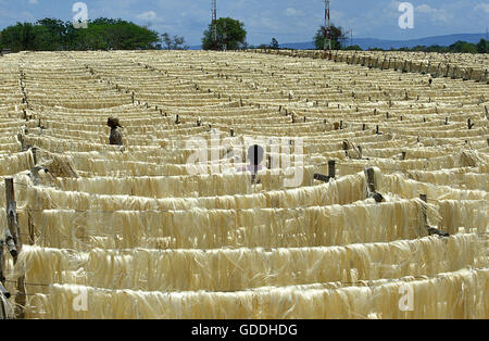 Corde d'agave, Agave sisalana, séchage des fibres, usine à Fort Dauphin à Madagascar Banque D'Images