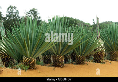 Corde d'agave, Agave sisalana, Plantation à Fort Dauphin à Madagascar Banque D'Images