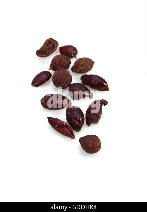 Dog Rose Fruits Secs, rosa canina Banque D'Images