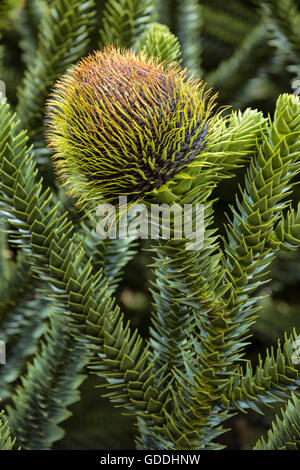 L'Amérique du sud de la Patagonie Argentine, Chubut Esquel,,,Parc National Los Alerces, Araucaria araucana,monkey puzzle,tree Banque D'Images