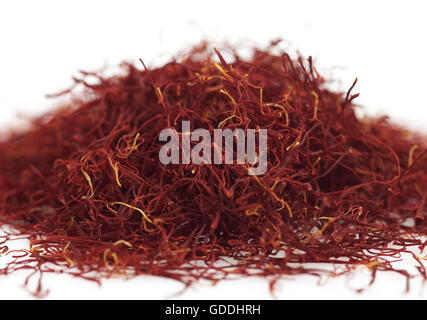 Extrait de safran Safran en Pistils de fleurs de crocus, Crocus sativus Banque D'Images