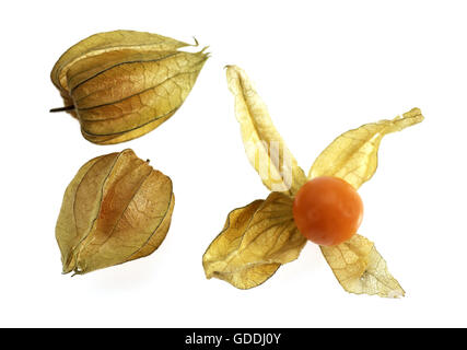 Lanterne chinoise physalis alkekenge, fruits, contre fond blanc Banque D'Images