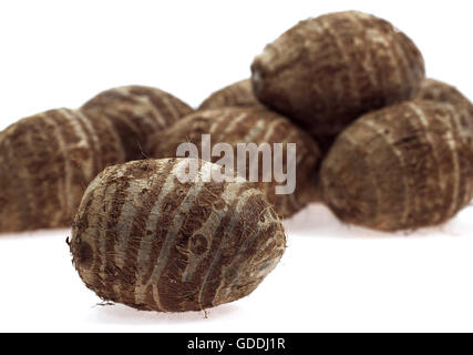 Eddo, tubercule de l'usine de cocoyam, Colocasia esculenta Banque D'Images