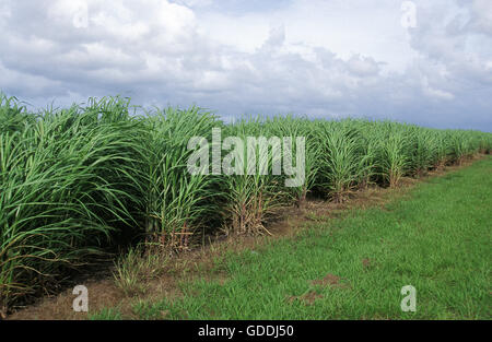 Champ de canne à sucre, de l'Australie Banque D'Images