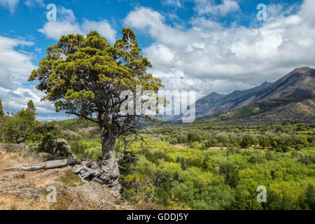 L'Amérique du sud de la Patagonie Argentine, Chubut Esquel,,,Parc National Los Alerces, Banque D'Images