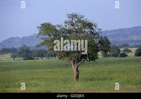 De l'arbre Kigelia africana, saucisse, de Tarangire en Tanzanie Banque D'Images