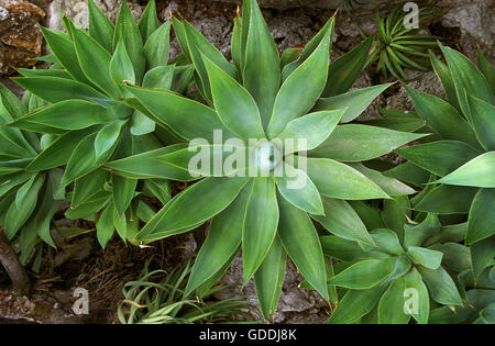 Le cou de cygne agave attenuata, MEXIQUE Banque D'Images