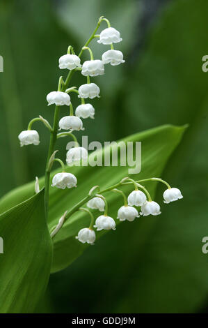 Muguet, Convallaria majalis Banque D'Images