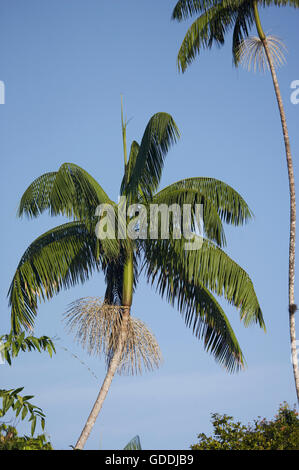 Plam Moriche, Mauritia flexuosa, arbre produisant des coeurs de palmiers, l'Orinoco Delta au Venezuela Banque D'Images