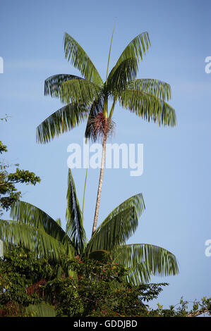 Plam Moriche, Mauritia flexuosa, arbre produisant des coeurs de palmiers, l'Orinoco Delta au Venezuela Banque D'Images
