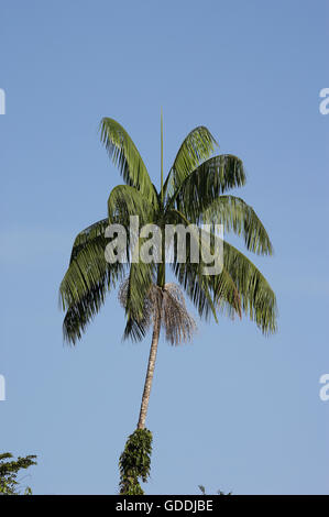 Plam Moriche, Mauritia flexuosa, arbre produisant des coeurs de palmiers, l'Orinoco Delta au Venezuela Banque D'Images