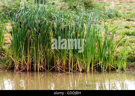 Super Reedmace ou scirpe, Typha latifolia, étang en Normandie Banque D'Images