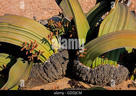 Welwitschia mirabilis, Welwitschia, fossile vivant, des plantes du désert du Namib en Namibie Banque D'Images