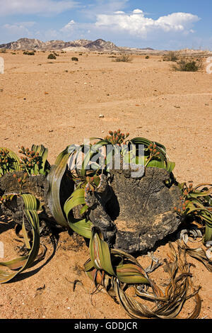Welwitschia Welwitschia mirabilis, Désert du Namib EN NAMIBIE Banque D'Images