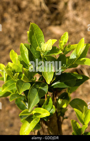 Des plantations de coca Erythroxylum coca, cocaïne, PRODUISANT DES LEAFS AU PÉROU Banque D'Images